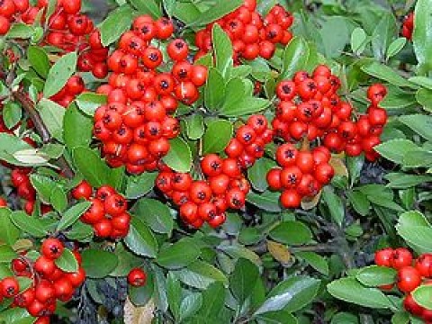 Pyracantha crenatoserrata